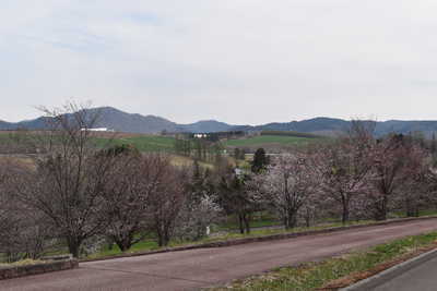 レクリエーション公園_桜